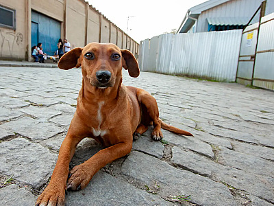 São Paulo tem serviço online para denunciar maus-tratos contra animais
