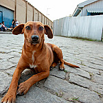 São Paulo tem serviço online para denunciar maus-tratos contra animais