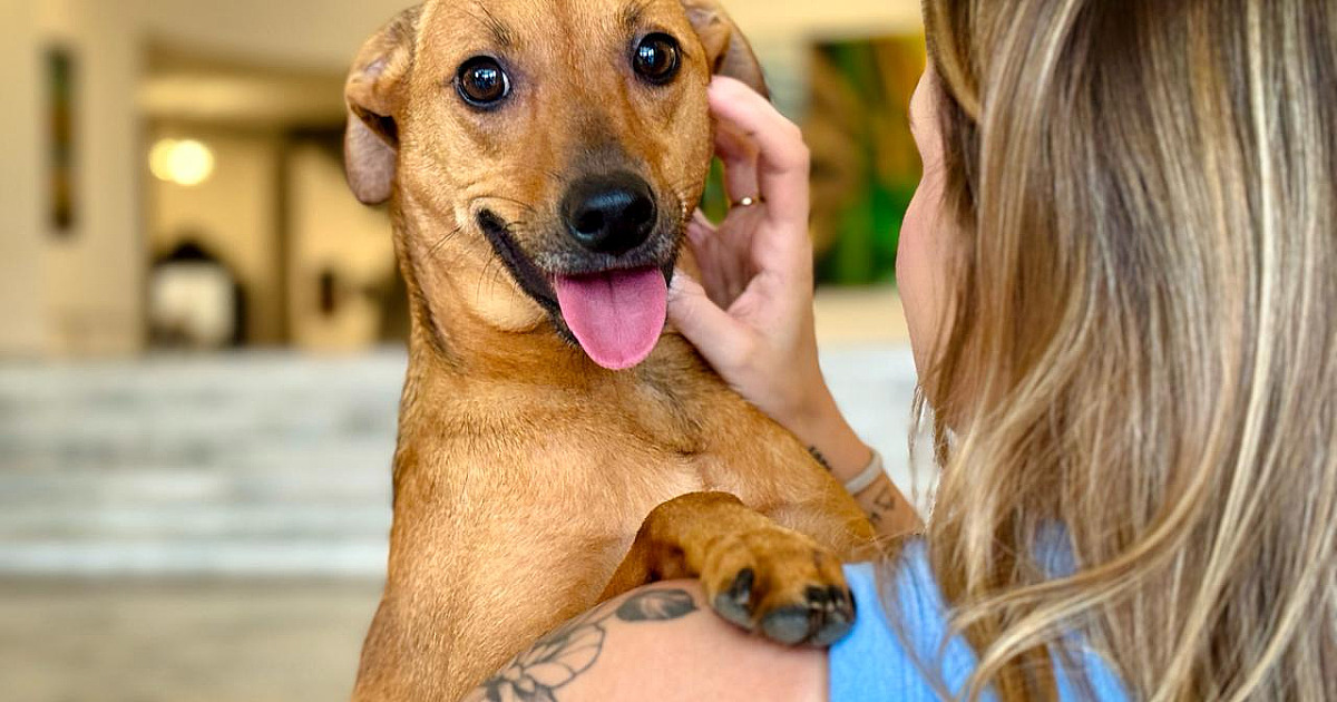 Governo de SP sanciona lei que autoriza o sepultamento de cães e gatos em jazigos familiares