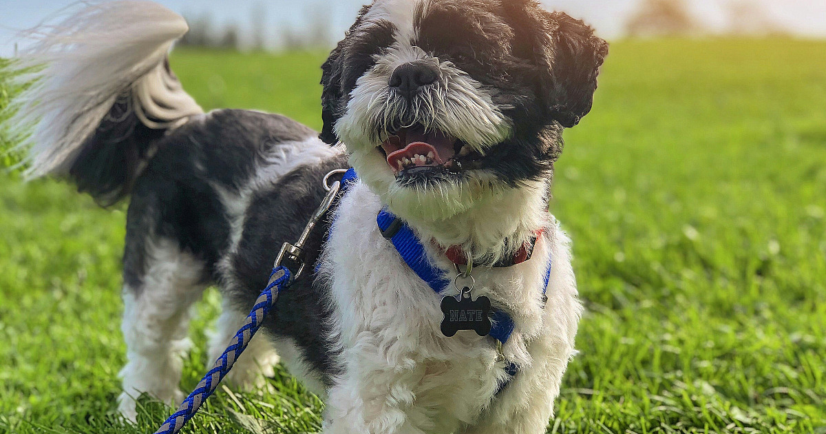 Barueri promove Cãominhada com desfile de cães e incentivo à adoção