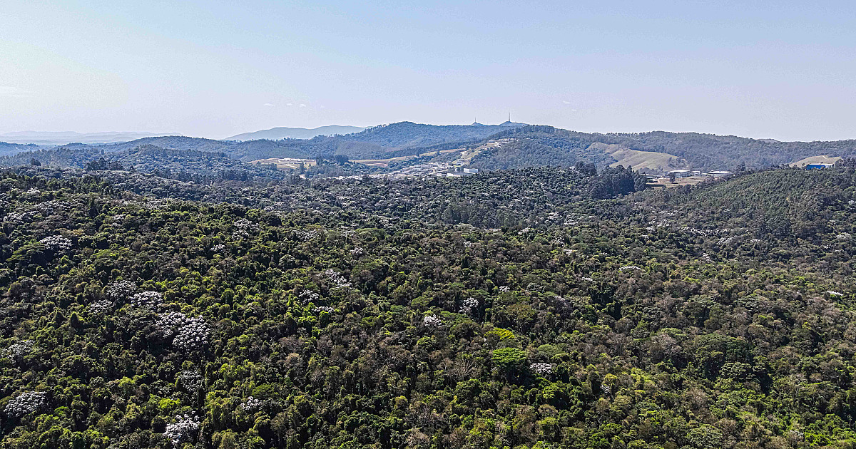 Santana de Parnaíba publica revisão do plano de manejo da Reserva Tamboré