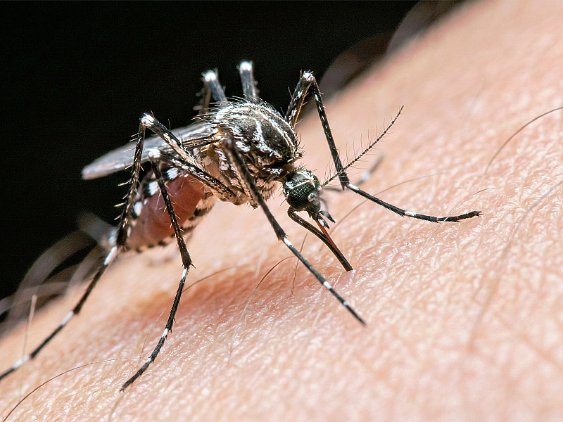 Butantan vai produzir vacina nacional contra chikungunya