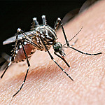 Butantan vai produzir vacina nacional contra chikungunya