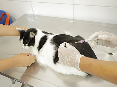 A vacina é a principal forma de prevenção contra a raiva animal