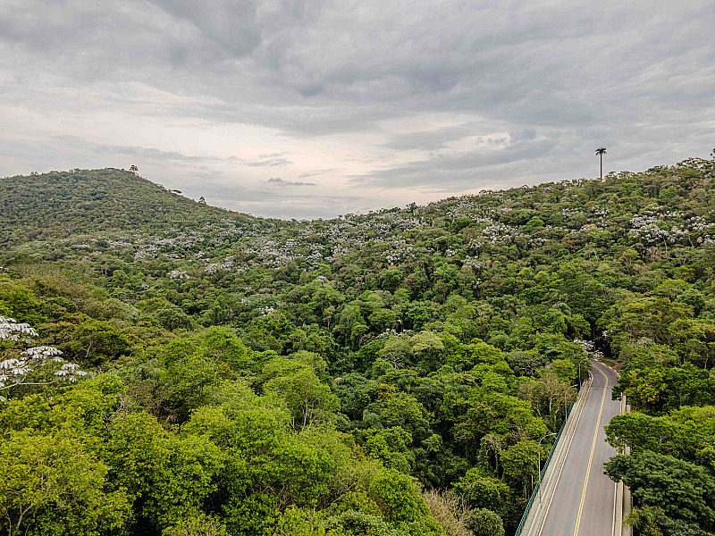 SP registra queda de 29% no desmatamento da Mata Atlântica, menor índice em anos